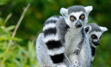 Hint Okyanusunun İncileri MADAGASCAR - MAUIRITIUS